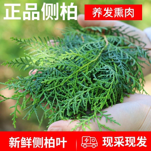 正品侧柏叶新鲜采摘侧柏扁柏叶熏肉养发护发洗头侧柏叶干侧柏树苗