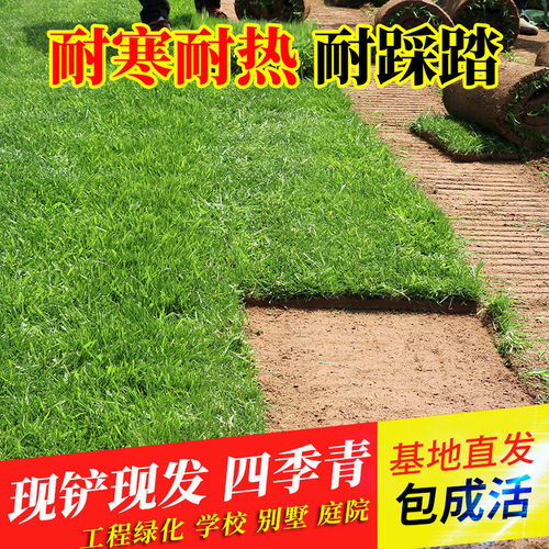草皮工程带土四季青台湾马尼拉
