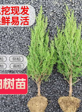 柏树坟地树苗 松柏墓前树 塔松墓地松 扫墓松柏塔柏宝塔松清明松