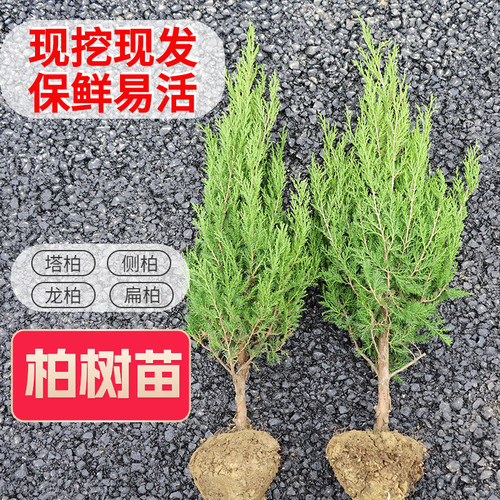 墓地松柏侧柏塔柏清明松柏四季青