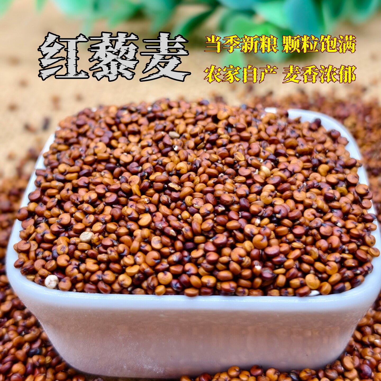 新鲜红藜麦颗粒饱满干净无杂质图片