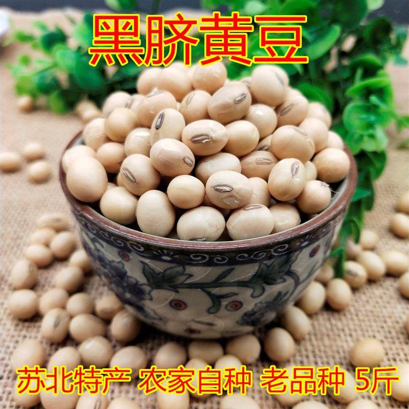 土黄豆5斤 苏北黑脐大黄豆农家老品种黄豆 打豆浆做豆新黄豆包邮