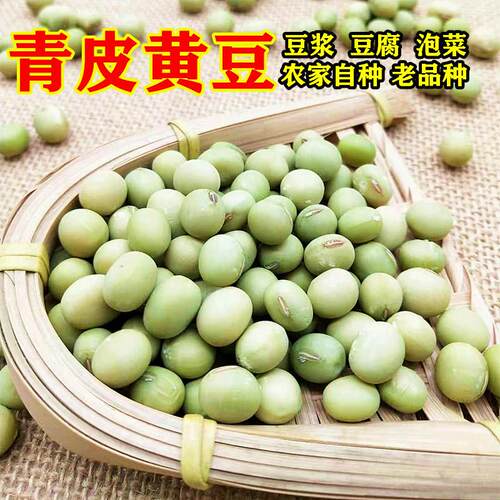 青皮黄心大菜豆农家老品种