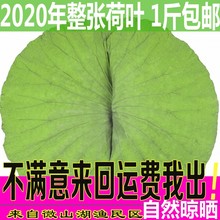 微山湖天然荷叶片新荷叶茶 做菜泡茶干荷叶正品整张荷叶500g包邮