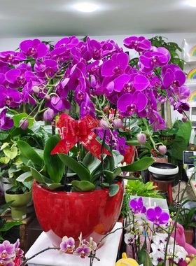 梅州市鲜花卉店生日送礼蝴蝶兰水果篮梅江区兴宁梅县大埔五华县乔