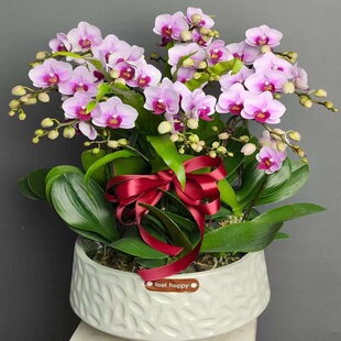 巢湖市鲜花卉店送蝴蝶兰水果篮居巢区和县含山无为庐江县过年花1