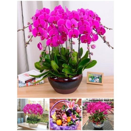 襄阳市鲜花卉店中秋节送礼蝴蝶兰水果篮樊城区谷城老河口枣阳宜城