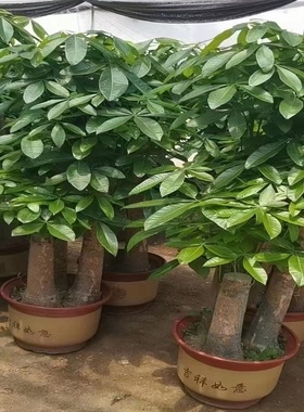 漯河市花卉盆栽店绿萝植招发财天堂鸟66郾城源汇召陵舞阳林颖县