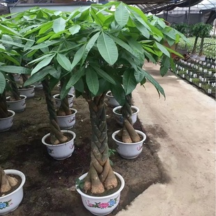 上饶市花卉盆栽店绿萝植招发财天堂鸟66万年弋阳横峰铅山县德兴