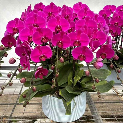 安顺市鲜花卉店送蝴蝶兰水果篮西秀区普定平坝镇宁紫云县过年花1