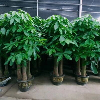 绥化市花卉盆栽店绿植发财天堂鸟66安达肇东海伦望奎兰西青冈县