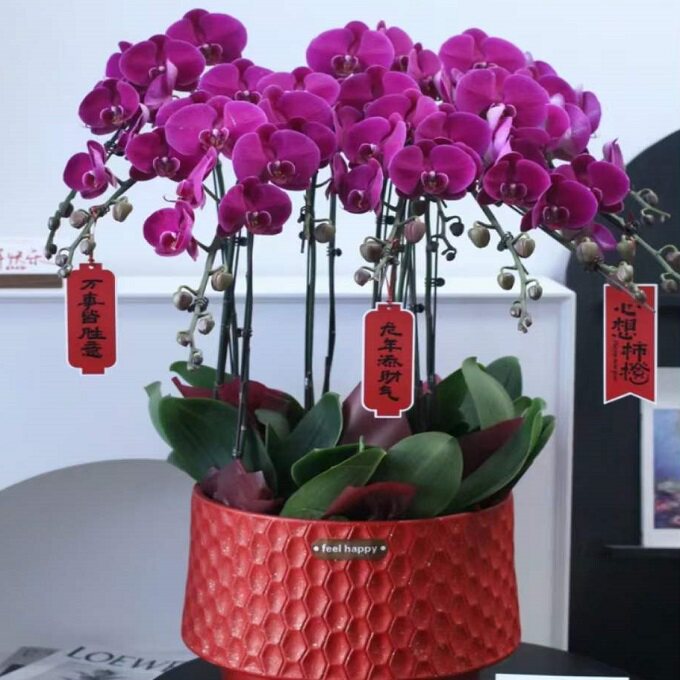 东莞市开花卉店春节日元宵送蝴蝶大惠兰虎门长安常平南城过年花1