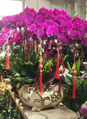 三明市鲜花卉店开业张送礼蝴蝶兰水果篮梅列区三元永安明溪宁化县