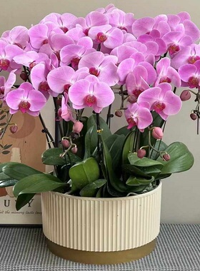 泰安市鲜花卉店送蝴蝶兰水果篮泰山区新泰肥城宁阳东平县过年花1