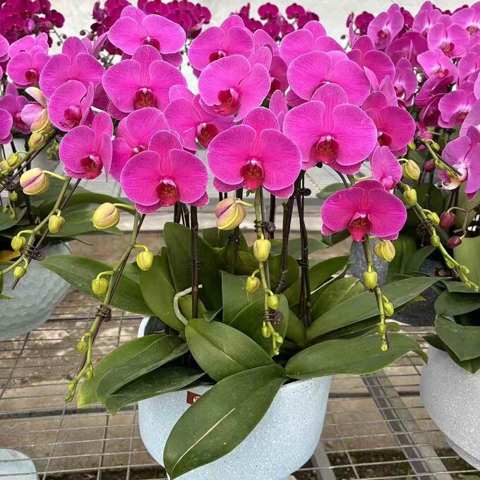 福州市开花卉店春节日元宵送蝴蝶惠兰台江长乐闽侯罗源县过年花1