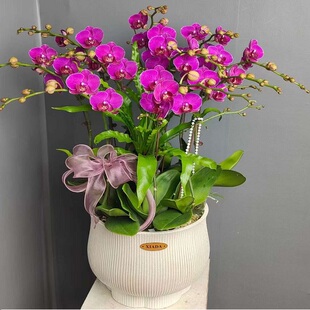 马鞍山市鲜花卉店送蝴蝶兰水果篮金家庄区花向山区当涂县过年花1