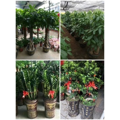 南阳市花卉盆栽店绿植物发财金钱树18方宛城召镇平内乡县淅川邓州