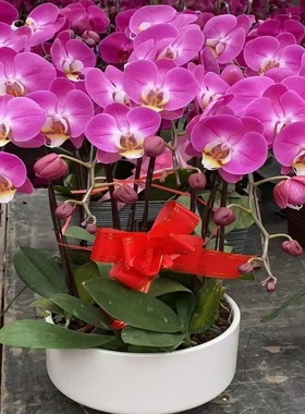 娄底市鲜花卉店开业张送礼蝴蝶兰水果篮星区冷水江涟源新化双峰县