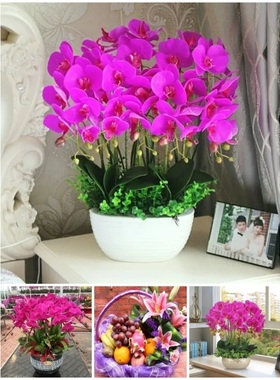 三明市鲜花卉店国庆节送礼蝴蝶兰水果篮梅列区三元永安明溪宁化县