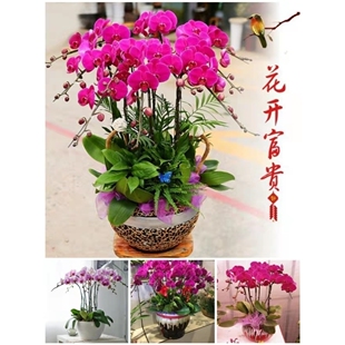 怀化市开花卉店春节日元宵送礼蝴蝶惠兰中秋节鹤城辰溪溆浦县新晃
