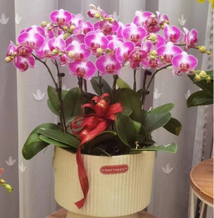 太原市鲜花卉店中秋节送礼蝴蝶兰水果篮杏岭晋源清徐阳曲县古交