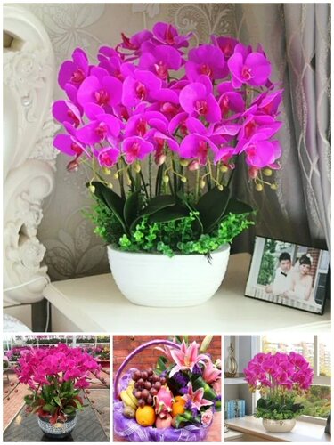 成都市鲜花卉店开业张送礼蝴蝶兰水果篮武侯区双流县邛崃彭州崇州