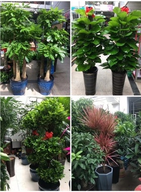 漯河市花卉盆栽店绿萝植物招发财金钱树93郾城源汇召陵舞阳林颖县