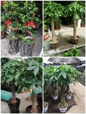 伊春市花卉盆栽店绿萝植物发财金钱树93友好西林铁力嘉荫县新青区
