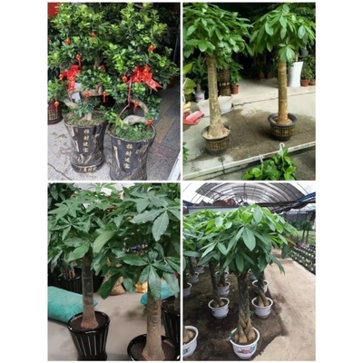 自贡市花卉盆栽店绿萝植物发财金钱树32大安沿滩自流井区荣县富顺