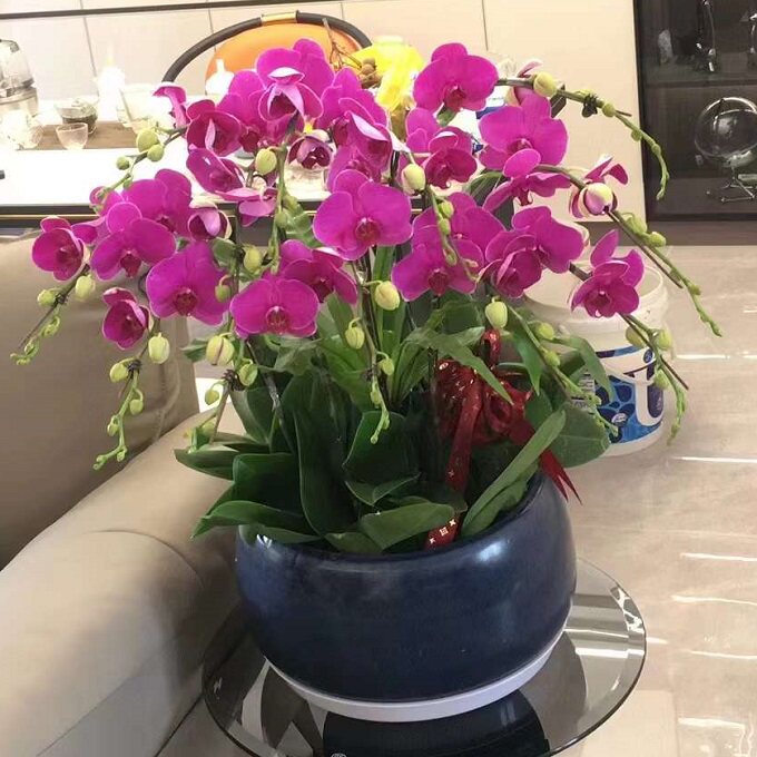 西安市开花卉店春节日元宵送蝴蝶大惠兰新城碑林莲湖户县过年花1