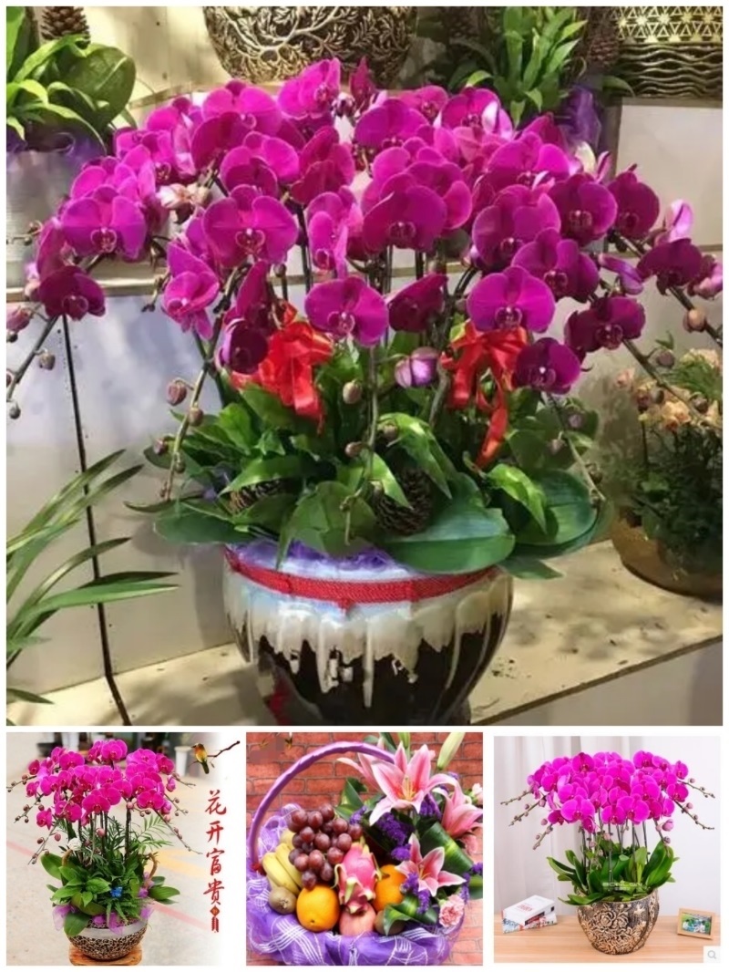 信阳市鲜花卉店中秋节送礼蝴蝶兰水果篮浉河区潢川商城罗山县平桥