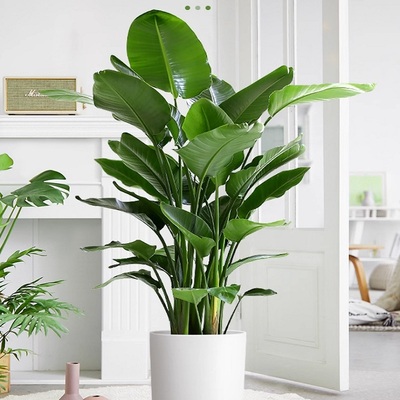 肇庆市花卉盆栽店绿植物发财金钱树26端州鼎湖高要四会广宁怀集县