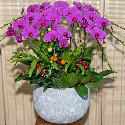 抚州市鲜花卉店过年元宵送礼大惠蝴蝶兰临川东乡金资溪南城丰黎1