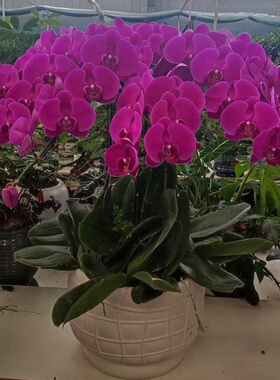 宜昌市开花卉店春节日元宵送蝴蝶大惠兰秭归宜都当阳枝江过年花1