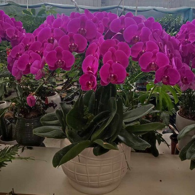 宜昌市开花卉店春节日元宵送蝴蝶大惠兰秭归宜都当阳枝江过年花1