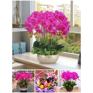 常德市鲜花卉店中秋节送礼蝴蝶兰水果篮武陵区临澧县桃源汉寿安乡