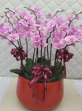 邵阳市鲜花卉店送蝴蝶兰水果篮双清区武冈新绥宁县隆回县过年花1