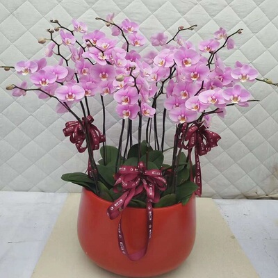 邵阳市鲜花卉店送蝴蝶兰水果篮双清区武冈新绥宁县隆回县过年花1