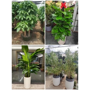 河池市花卉盆栽店绿萝植物发财金钱树2金城江区南丹天峨凤山县