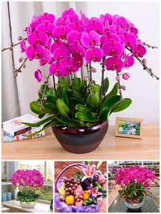 吉林市鲜花卉店国庆节送礼蝴蝶兰水果篮船营区昌邑桦甸舒兰磐石市