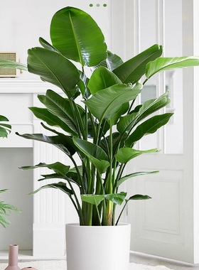 双鸭山市花卉盆栽店天堂鸟发财金钱树26宝山集贤友谊宝清饶河县