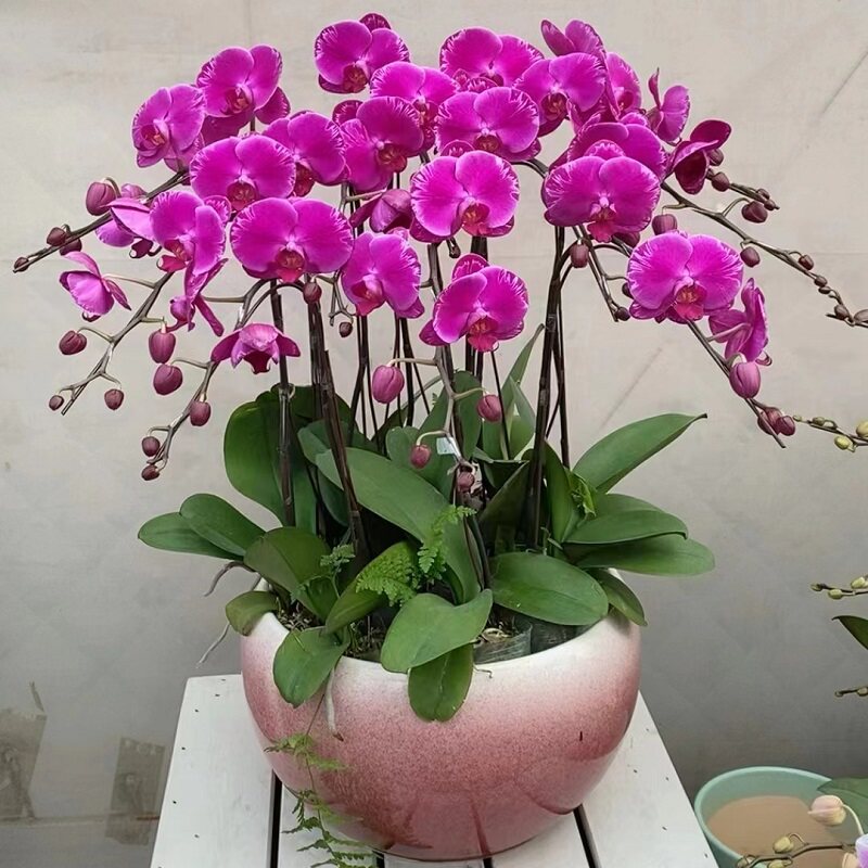 吉首市鲜花卉店过年元宵送礼大惠蝴蝶兰保靖花垣古丈龙山永顺凤1 - 实物图