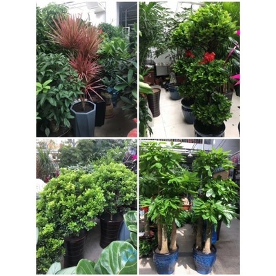雅安市花卉盆栽店绿萝植物招发财金钱树32雨城荥经汉源石棉天全县