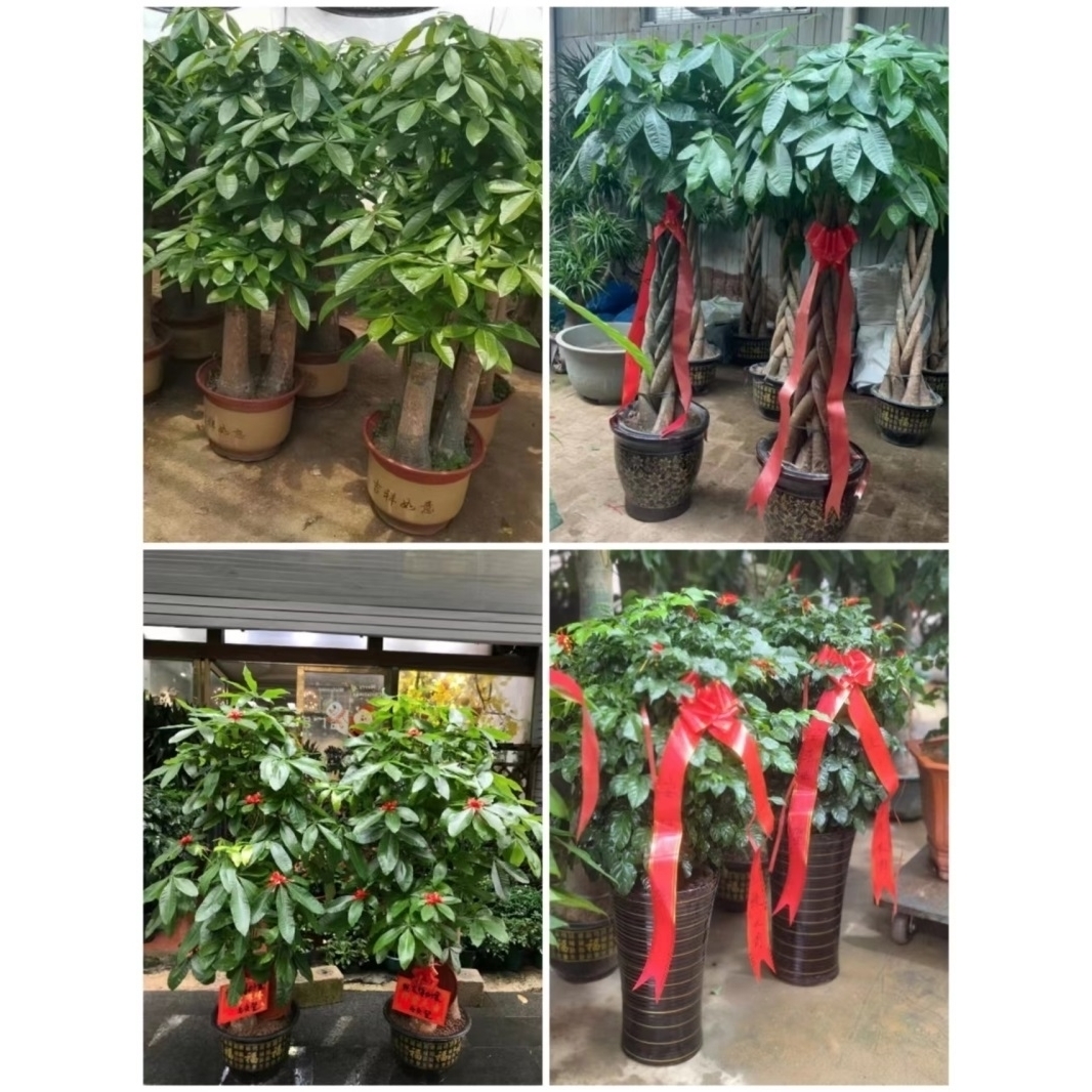 成都市花卉盆栽店绿萝植物招发财金钱树武侯郫县金堂双流大邑县1