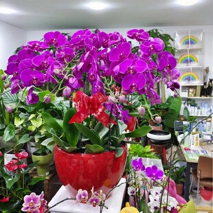 昆明市开花卉店日送礼蝴蝶惠兰生日呈贡晋宁富民寻甸县乔迁