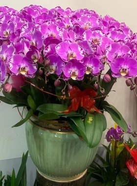 鹰潭市鲜花卉店生日送礼蝴蝶兰水果篮月湖区余江县贵溪长辈领导乔