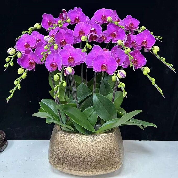 扬州市鲜花卉店送蝴蝶兰水果篮维扬区高邮江都仪征宝应县过年花1