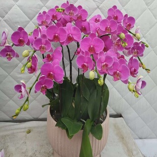 自贡市鲜花卉店送蝴蝶兰水果篮贡井区大安自流井荣县富顺过年花1