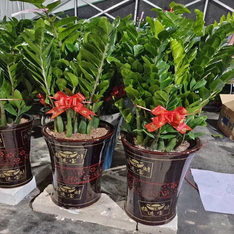 巢湖市花卉盆栽店天堂鸟招发财金钱树26居巢区含山无为庐江和县