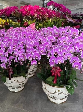 绵阳市鲜花卉店生日送礼蝴蝶兰水果篮涪城区游仙安三台县江油乔迁